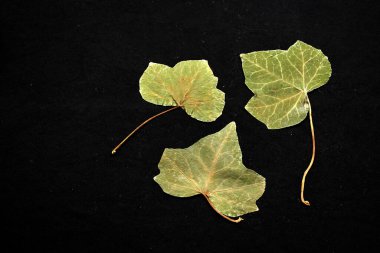 Kuru yeşil ağaç yaprakları romantik bir mesaj ya da siyah arkaplan üzerine motive edici bir ifade için bir kitap tarafından ezildi