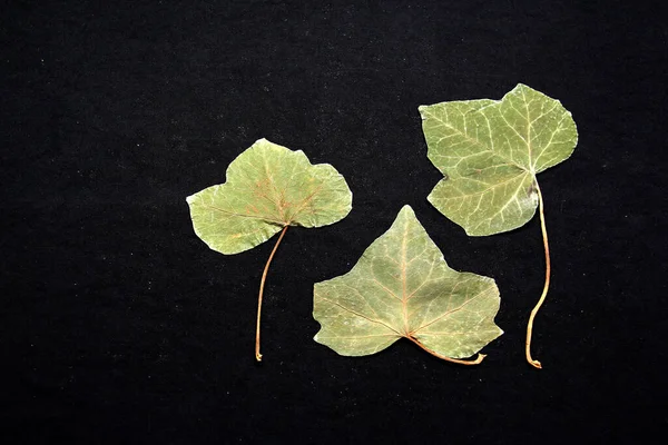 Dry green tree leaves crushed by a book for a romantic message or motivational phrase on black background