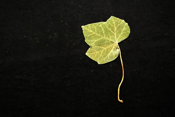 Dry green tree leaves crushed by a book for a romantic message or motivational phrase on black background