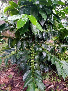 Yeşil kiraz, tarlalarda, hasat zamanında, pazarlanması gereken bir süreçten geçen kahve yetiştirme alanlarında toplanan kahve çalılarının bir meyvesidir (ıslak fayda)
