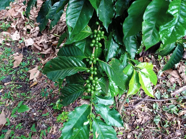 Cereja Verde Fruto Arbusto Café Que Coletado Nas Fazendas Época — Fotografia de Stock