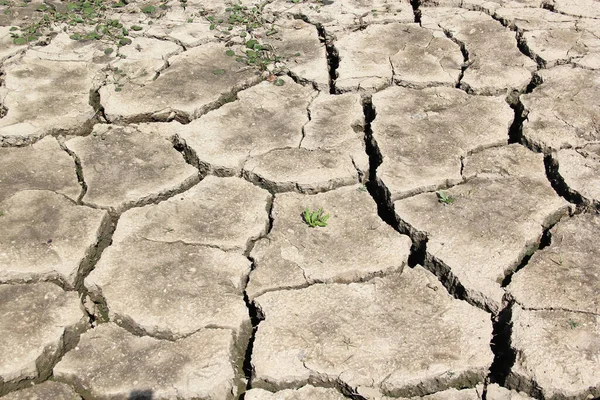 Droughts are caused by climate change, the lack of rain, which produces water scarcity. World Water Day is celebrated every March 22 to remember the relevance of this essential liquid.