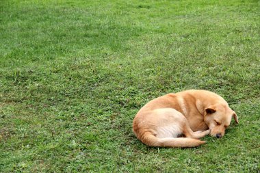 Sahipsiz köpek, terk edilme, pire ve kuduz yüzünden açlık ve soğuktan uyukluyor.