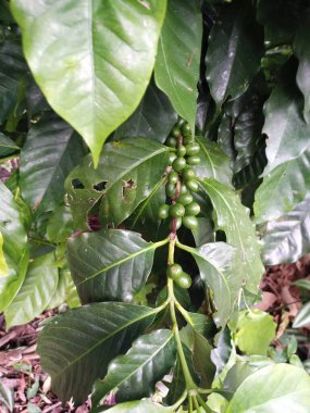 Yeşil kiraz, tarlalarda, hasat zamanında, pazarlanması gereken bir süreçten geçen kahve yetiştirme alanlarında toplanan kahve çalılarının bir meyvesidir.