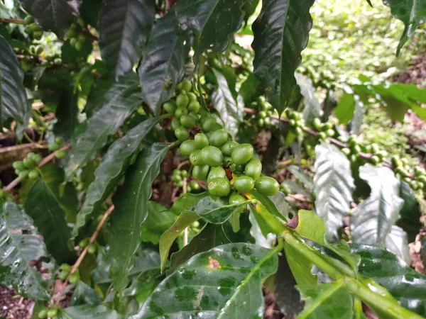 Green Cherry Fruit Coffee Bush Which Collected Farms Harvest Time — Fotografia de Stock