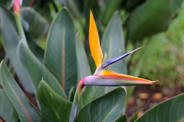 Strelitzia reginae, Güney Afrika 'da yetişen bir bitki türü. Çiçeğinin kendine özgü şeklinden dolayı süs bitkisi olarak yetiştirilir.