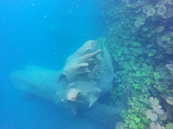 Tree trunks at the bottom of a water hole, colors of the depths of the water with different shades of blue