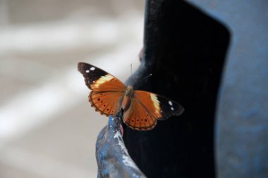 Şehirdeki kayıp kelebek atık ve kirlilik dolu bir çöp tenekesinde.