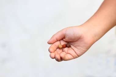 Little Hispanic boy feeds healthy kibble to his newly adopted puppy dog as the newest member of the family