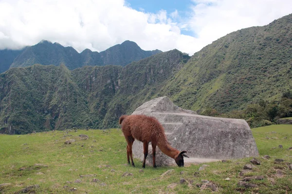 Archaeological Zone Machu Picchu Live Llama Animals Have Name Engraved — Stock Photo, Image