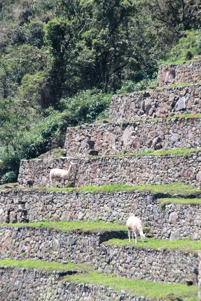 Archaeological Zone Machu Picchu Live Llama Animals Have Name Engraved — Foto de Stock