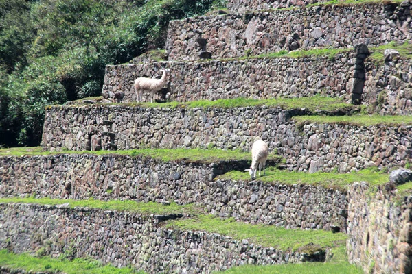 Археологической Зоне Мачу Пикчу Живут Лама Животные Имя Которых Выгравировано — стоковое фото