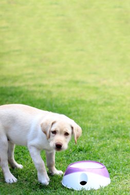 Labrador puppy dog in the garden with her bowl of vegan food to grow healthy, good nutrition in animals is important