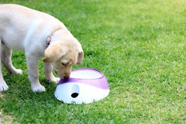 Labrador puppy dog in the garden with her bowl of vegan food to grow healthy, good nutrition in animals is important