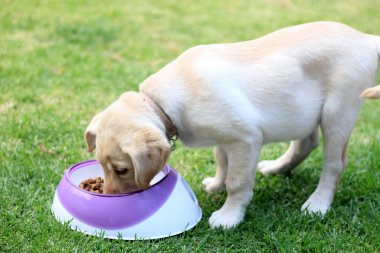 Labrador puppy dog in the garden with her bowl of vegan food to grow healthy, good nutrition in animals is important