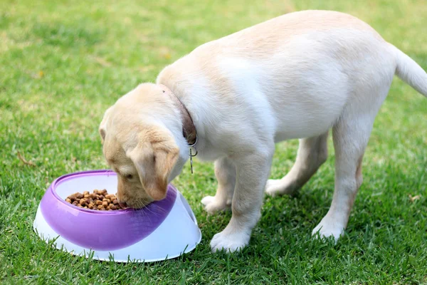 Labrador puppy dog in the garden with her bowl of vegan food to grow healthy, good nutrition in animals is important