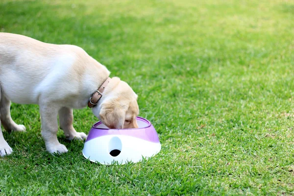 Labrador Puppy Dog Garden Her Bowl Vegan Food Grow Healthy — ストック写真