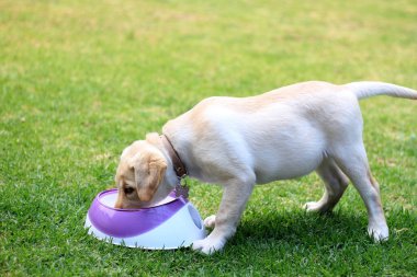Labrador puppy dog in the garden with her bowl of vegan food to grow healthy, good nutrition in animals is important