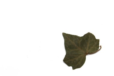 Dry green tree leaves that were crushed into a scrapbook that serve as a frame for romantic phrase or self-improvement or inspartional