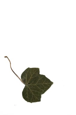 Dry green tree leaves that were crushed into a scrapbook that serve as a frame for romantic phrase or self-improvement or inspartional