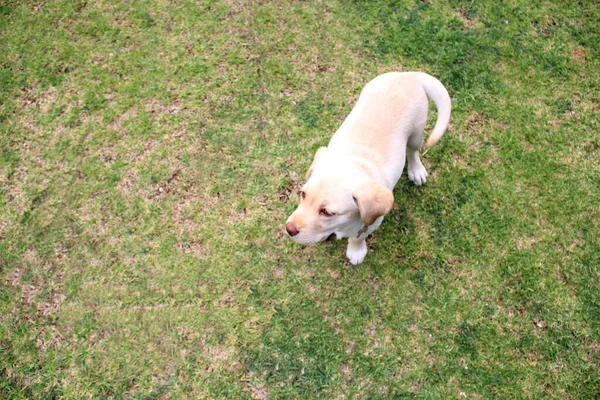 Adorable Labrador Retriever Puppy: He is intelligent, easy to train, and a great family companion. He exercises in the garden and is trained to rescue