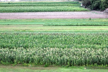 Geometrik olarak, kırsalın ortasındaki bir çiftliğe ekilen yeşil bitki dokuları yaratıyor.