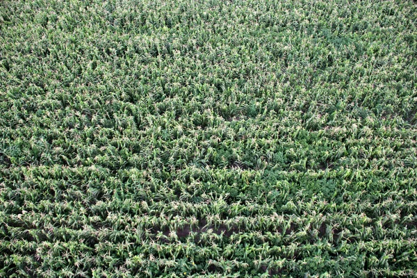 Cultivos Plantas Verdes Plantados Geométricamente Una Granja Medio Del Campo — Foto de Stock