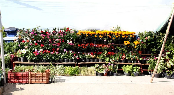 Puesto Flores Muchos Colores Calle Venta Flores Cempasuchil Naranja Para —  Fotos de Stock