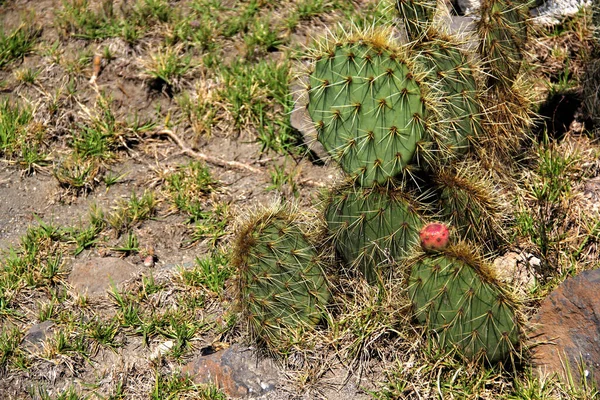 Vista Vegetación Del Ecosistema Del Desierto Con Nopales Cactus Cactus — Foto de Stock