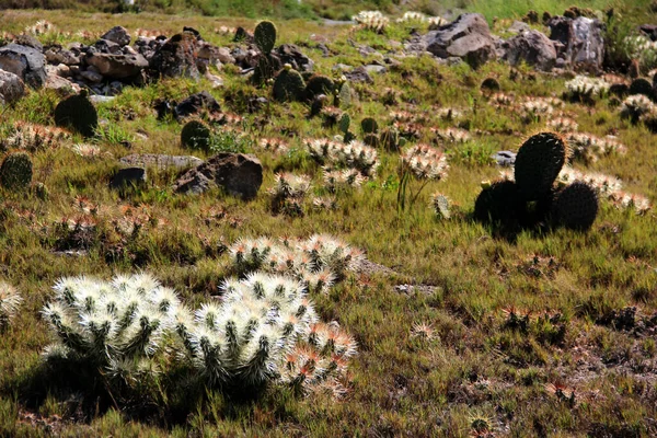 view of vegetation of desert ecosystem with nopales, cacti and cacti with thorns