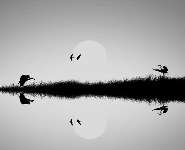 Silueta de reflexión de aves en el lago — Foto de Stock