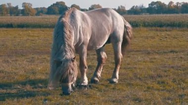 Büyük, tüylü yeleli safkan bir at günbatımında bir sonbahar tarlasında otlar, çayırdaki otları yer..