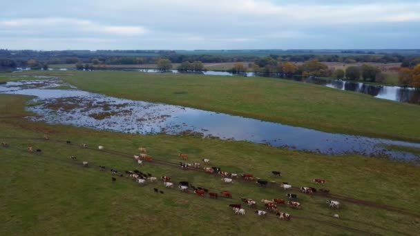 Einem Sonnigen Nachmittag Eine Herde Kühe Und Büffel Über Eine — Stockvideo