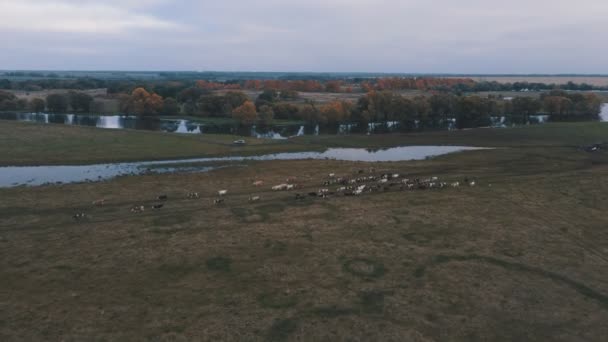Řídit Stádo Krav Buvolů Zelenou Travnatou Pastvinou Poblíž Řeky Jasného — Stock video