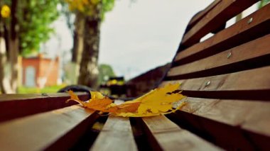 Sonbahar sarı akçaağaç yaprakları ahşap bir bankın üzerine düşer ve rüzgarda sallanır..