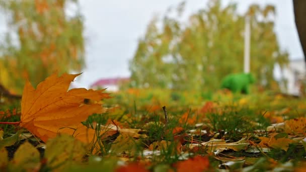 Herbstgelbes Ahornblatt Liegt Auf Dem Boden Und Wiegt Sich Wind — Stockvideo