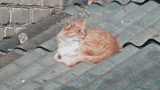Egy Gyönyörű Vörös Hajú Kóbor Macska Fekszik Ház Tetején Pihen — Stock videók