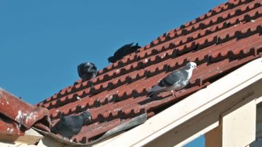 Bir grup vahşi güvercin, kiremit kaplı pis bir çatıda cıvıldıyor ve birbirleriyle mavi gökyüzüne karşı konuşuyorlar.