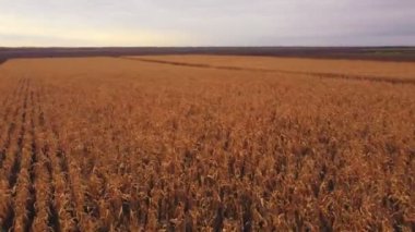 Sarı bir sonbahar mısır tarlası üzerinde insansız hava aracı anteninin yavaş uçuşu ve hasat edilmeden önce taze ekilebilir arazi. Güneşli bir akşamda gün batımında ve gün doğumunda.
