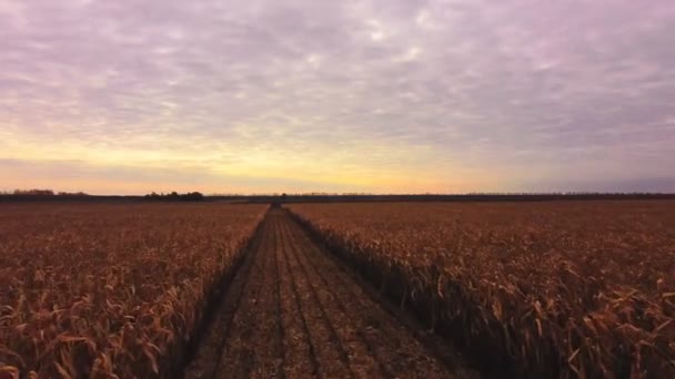 黄色い秋のトウモロコシ畑に沿ってドローンアンテナをゆっくり離陸し新鮮な耕地を飛び越えて晴れた夜の日没と朝の夜明けに収穫する前に — ストック動画