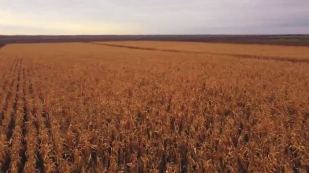Powolny Lot Anteny Drona Nad Żółtym Jesiennym Polem Kukurydzy Świeżym — Wideo stockowe