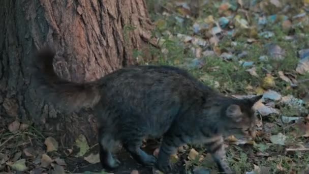 Eine Obdachlose Junge Graue Katze Läuft Auf Herabfallendem Laub Die — Stockvideo