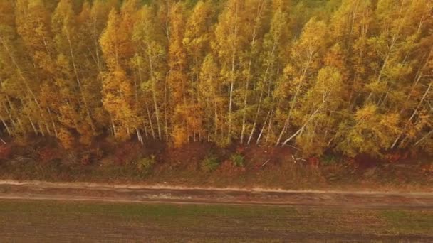 黄色の木々や未舗装の道路の植え付けに沿って秋の森の上にドローンアンテナの遅い飛行 — ストック動画
