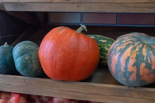 Several Ripe Large Pumpkins Different Varieties Farm Harvesting — Stock Photo, Image