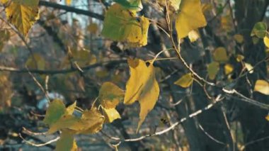 Sarı sonbahar yaprakları rüzgardan dolayı ağaçta titriyor..