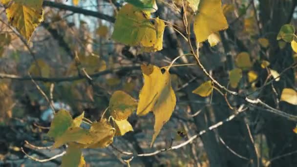 Gele Herfstbladeren Trillen Een Boomtak Van Wind Close — Stockvideo