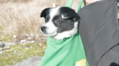 Siyah beyaz bir köpek yavrusu kafasından dışarı bakan bir çantada oturuyor..