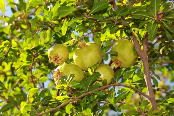 Banda granátová jablka na stromě se zelenými listy — Stock fotografie