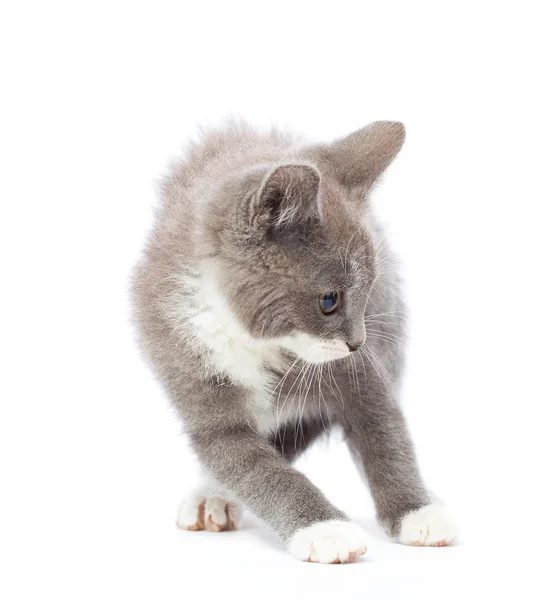 Frightened kitten — Stock Photo, Image