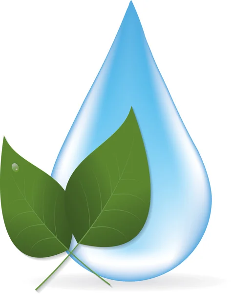 Kropla wody i dwa liście — Wektor stockowy